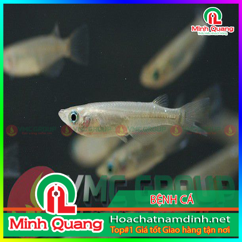 cá nuôi trúng độc nổi đầu