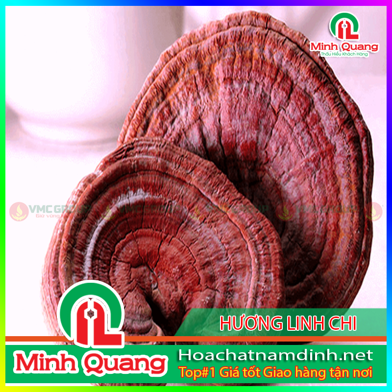 HƯƠNG LINH CHI